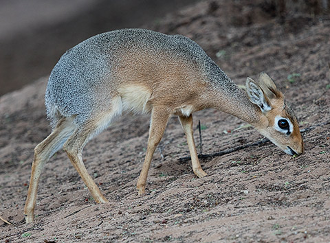 Damara Dikdik female